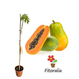 Papaya - Carica papaya