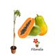 Papaya - Carica papaya - 03050101 (0)