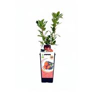 Madroño 2l Arbutus unedo - 02040013