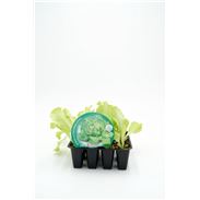 Pack Lechuga Trocadero 12 Ud. Lactuca sativa - 02031033 (1)