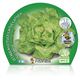 Pack Lechuga Trocadero 12 Ud. Lactuca sativa - 02031033 (2)