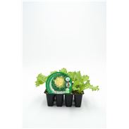 Pack Escarola 12 Ud. Cichorium endivia - 02031004 (1)