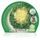 Pack Escarola 12 Ud. Cichorium endivia - 02031004 (2)