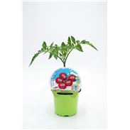 Tomate Cherry KIDS M-10,5 Solanum lycopersicum - 02034006 (1)