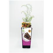 Espárrago Violeta 2l Asparagus officinalis - 02040008 (1)