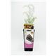Espárrago Violeta 2l Asparagus officinalis - 02040008 (1)