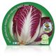 Achicoria Roja M-10,5 Cichorium intybus - 02025085 (2)