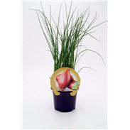 Chalota M-10,5 Allium ascalonicum - 02025105 (1)