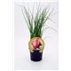Chalota M-10,5 Allium ascalonicum - 02025105 (1)