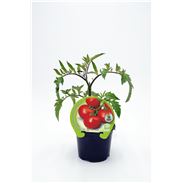 Tomate Racimo M-10,5 Solanum lycopersicum - 02025018 (1)