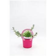 Romero Rastrero M-10,5 Rosmarinus officinalis ´Prostratus´ - 02030040 (1)