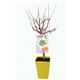 Albaricoquero Enano Garden Aprigold 5l - Prunus armeniaca