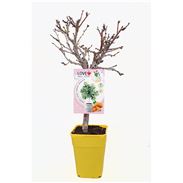 Almendro Enano Garden Prince 5l - Prunus dulcis - 03055002 (1)