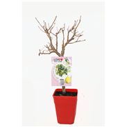 Ciruelo Enano Goldust 5l - Prunus domestica - 03055004 (1)