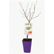 Manzano Enano Sun Red 5l - Malus domestica - 03055005 (1)