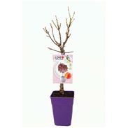 Melocotonero Enano Crimson Bonfire 5l - Prunus persica - 03055007 (1)