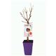 Melocotonero Enano Crimson Bonfire 5l - Prunus persica