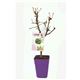 Peral Enano Garden Pearl 5l - Pyrus communis - 03055009 (1)