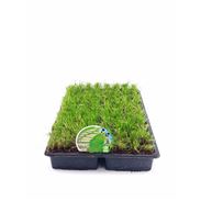 Bandeja Césped Kikuyu Grama Ancha 96 Ud. Pennisetum clandestinum - 02041004 (1)