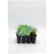 Bandeja Césped Cynodon Grama Fina 96 Ud. Cynodon dactilon - 02041005 (1)