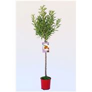 Almendro Ferragnés M-25 - Prunus dulcis - 03054005  (1)
