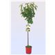 Cerezo Burlat M-25 - Prunus avium - 03054006  (1)