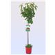 Cerezo Lapins M-25 - Prunus avium - 03054008  (1)