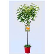 Melocotón Sudanell M-25 - Prunus persica - 03054016  (1)