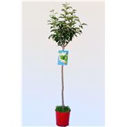 Manzano G. Smith M-25- Malus domestica - 03054020  (1)
