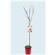 Peral Ercolini M-25 - Pyrus communis - 03054023  (2)