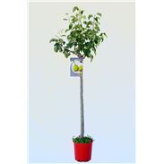 Peral Castell M-25 - Pyrus communis - 03054025  (1)