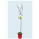 Peral Castell M-25 - Pyrus communis - 03054025  (2)