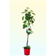Higuera Coll de Dama Negra M-25 - Ficus carica - 03054032  (1)