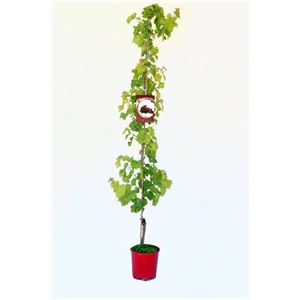 Parra Crimson Seedless M-25 - Vitis vinifera