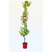 Parra Flame Seedless M-25 - Vitis vinifera - 03054044  (1)