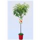 Melocotón Royal Glory M-25 - Prunus persica - 03054015  (1)