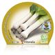 Puerro M-10,5 Allium porrum - 02025069 (2)