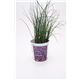 Cebollino Gourmet Allium schoenoprasum - 02029002 (3)