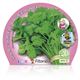 Cilantro M-10,5 Coriandrum sativum - 02030007 (2)