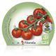 Tomate Cherry Redondo M-10,5 Solanum lycopersicum - 02025007 (2)