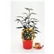 Picante Black Olive M-10,5 Capsicum annuum - 02028002 (1)