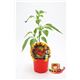 Picante Campanilla M-10,5 Capsicum baccatum