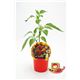 Picante Cherry Bomb M-10,5 Capsicum annuum