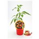 Picante Explosive Ember M-10,5 Capsicum annuum - 02028008 (1)