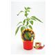 Picante Guindilla Vasca M-10,5 Capsicum annuum - 02028009 (1)