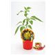 Picante Hot Banana M-10,5 Capsicum annuum - 02028013 (1)