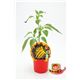 Picante Hot Lemon M-10,5 Capsicum baccatum - 02028014 (1)