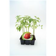 Pack Tomate Corazón De Buey 6 Ud. Solanum lycopersicum - 02031051 (1)