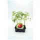 Pack Tomate Corazón De Buey 6 Ud. Solanum lycopersicum
