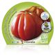 Pack Tomate Corazón De Buey 6 Ud. Solanum lycopersicum - 02031051 (2)